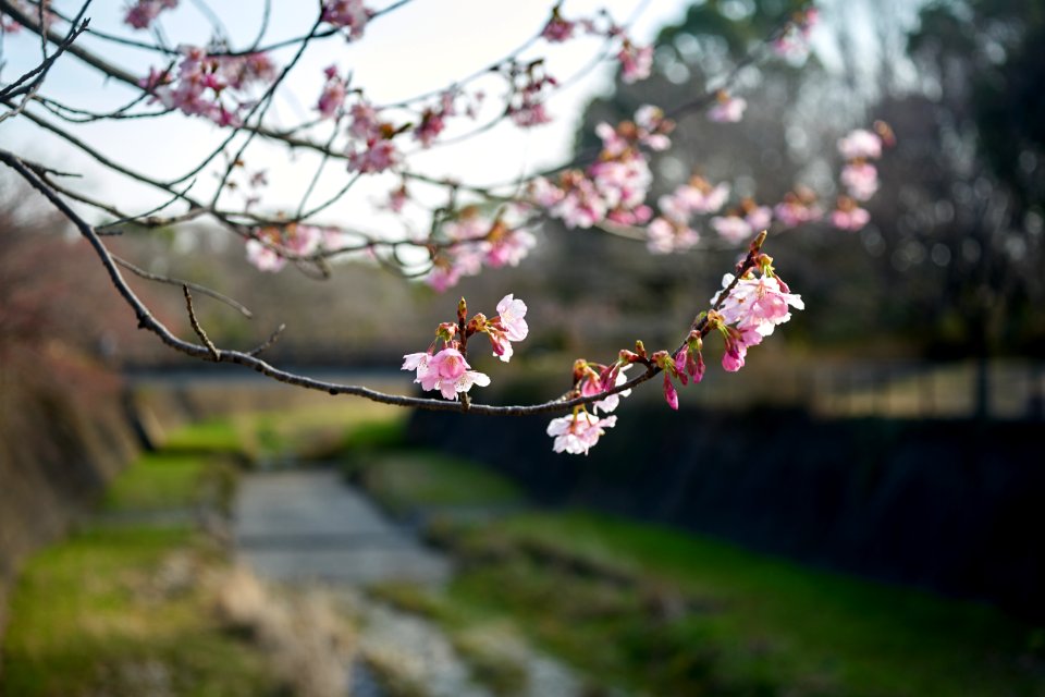 `川辺の桜