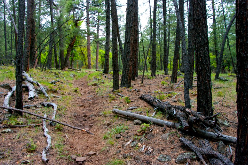 Kelsey Trail No. 3