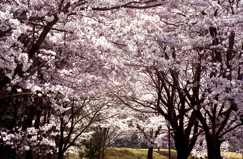 とっとり花回廊