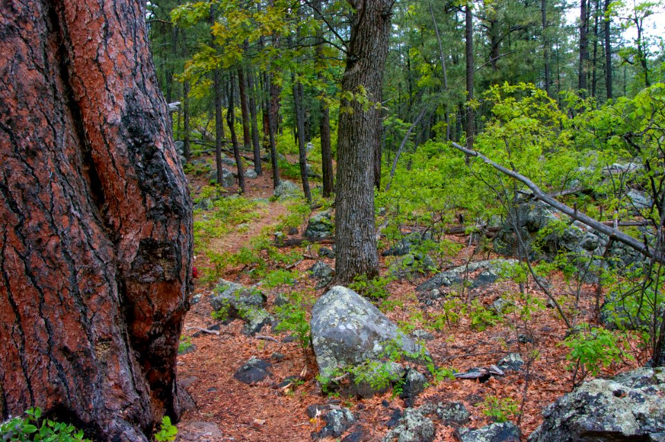 Kelsey Trail No. 3