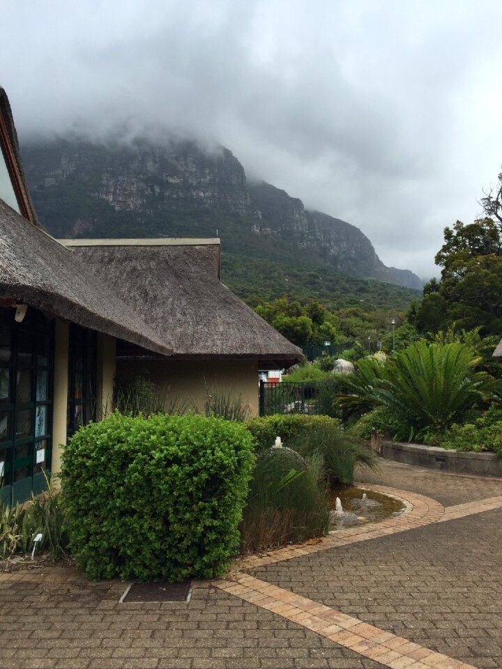 Cape town botanical