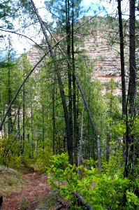 Little L.O. Trail No. 6
