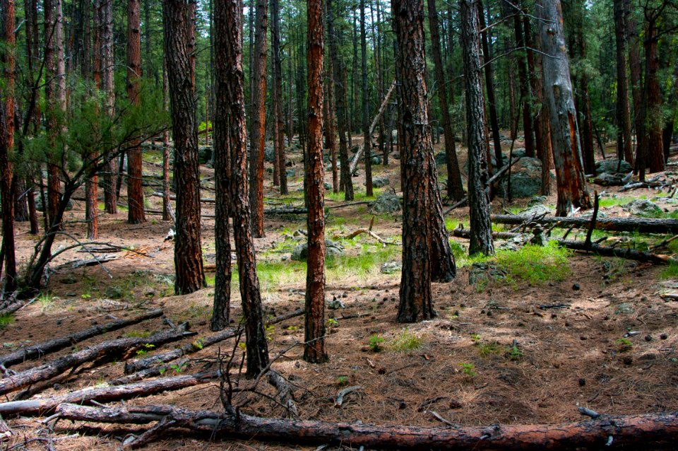 Kelsey Trail No. 3