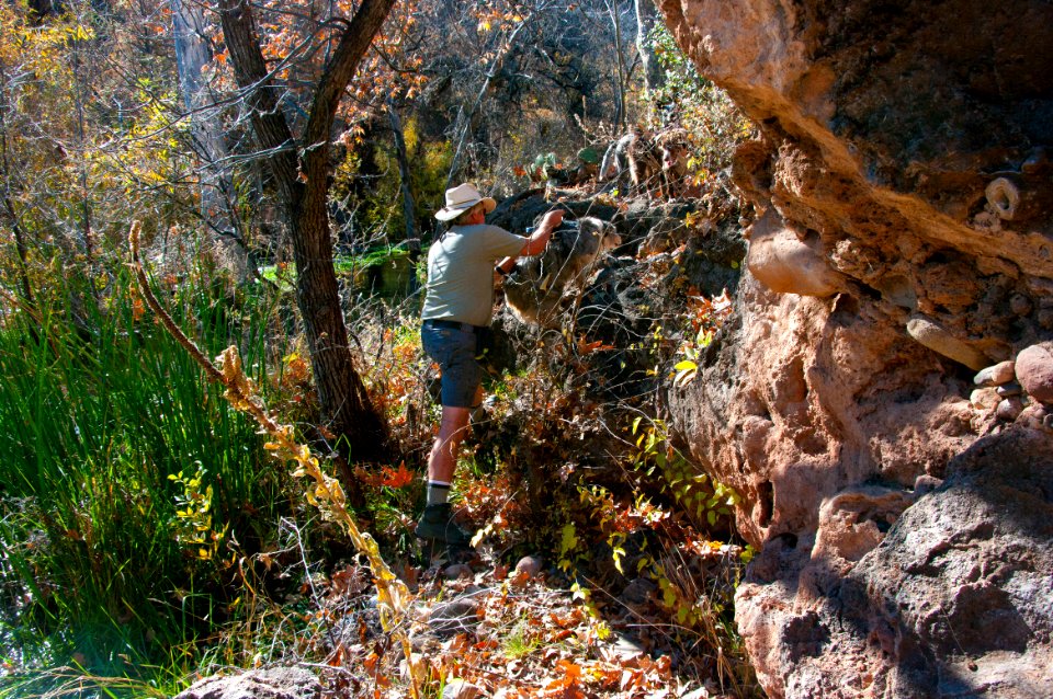 Fossil Springs Wilderness: Springs Area