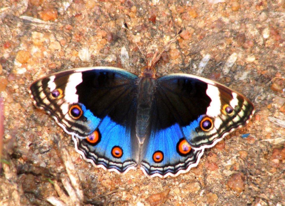 Blue Pansy Junonia Orithya