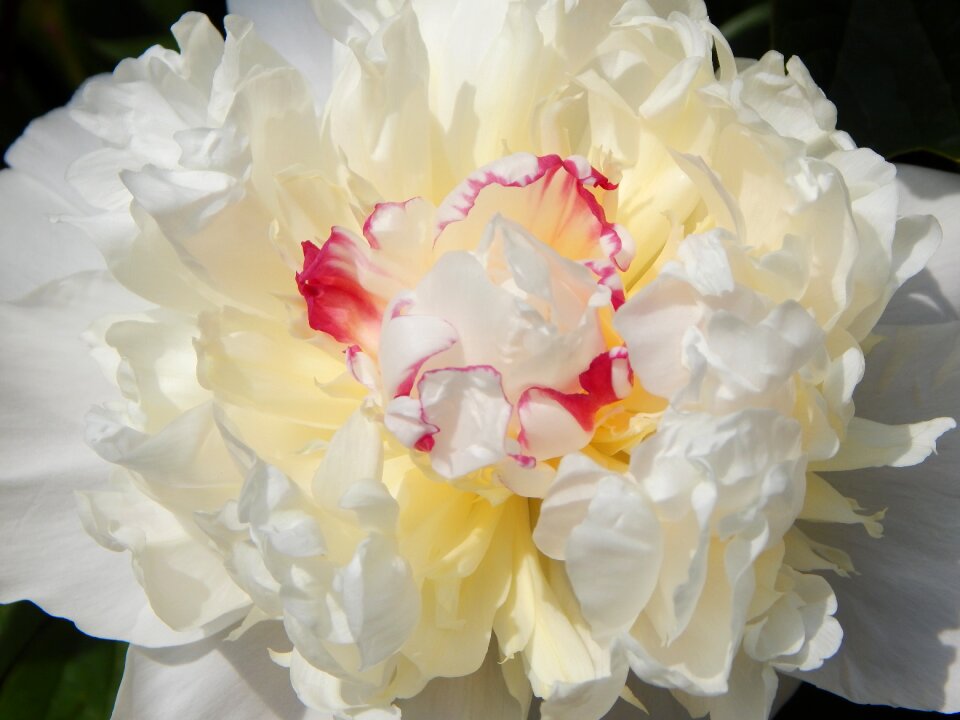 Bloom spring nature