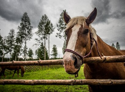 Animal summer the finnish horse