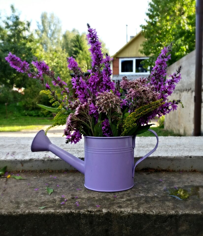 Plant garden green