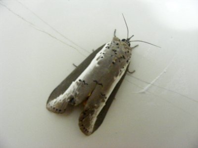 Eligma narcissus, Noctuidae
