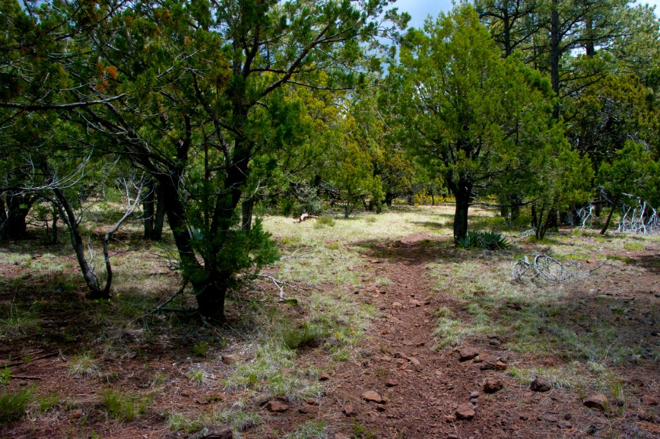 Dorsey Trail No. 7