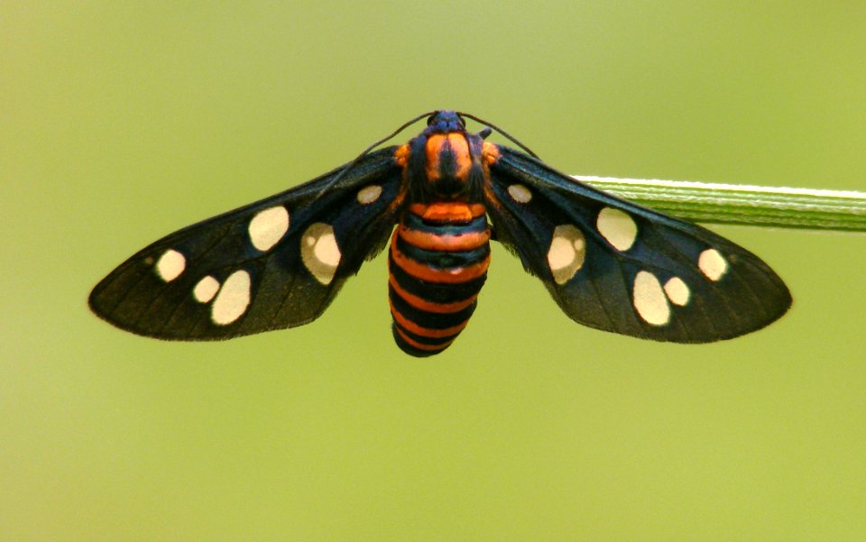 Life Cycle of a Moth