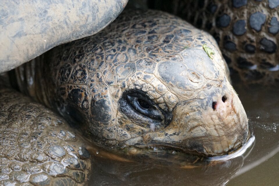 Giant tortoise slowly panzer