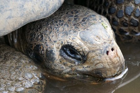 Giant tortoise slowly panzer
