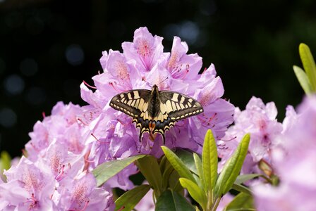 Rare pink bloom