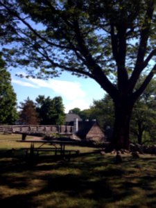 The Canadian Geese are on patrol at the Saugus Iron Works