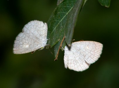 Apefly Spalgis epius photo