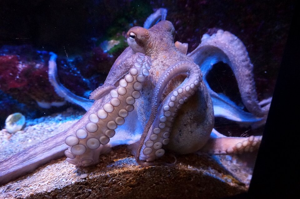 Octopus meeresbewohner water creature