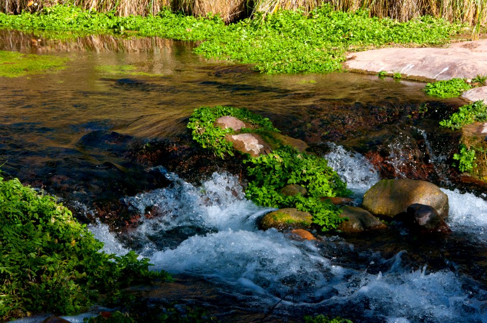 Fossil Springs Wilderness: Springs Area