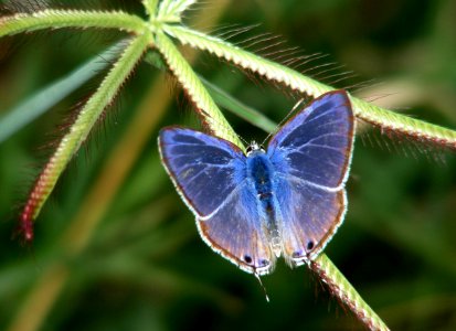Pea Blue Lampides boeticus photo