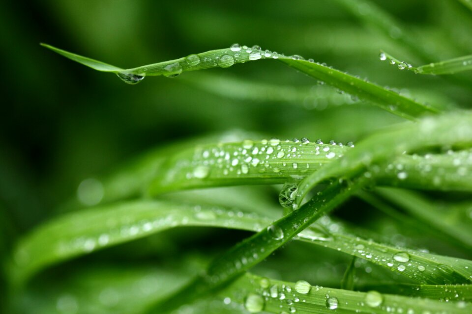 Nature young natural