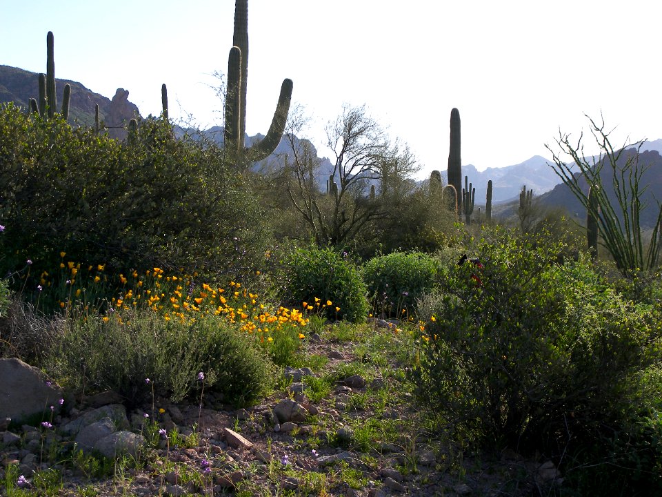 Superstition Wilderness