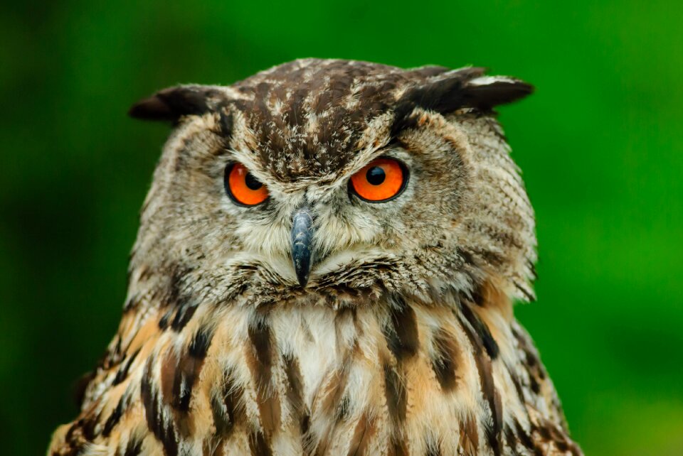 Bird feather bird of prey