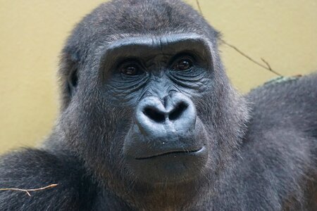 Gorilla ape imposing