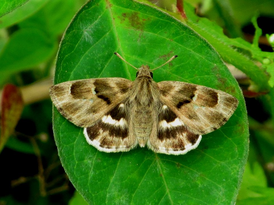 African Mallow Skipper Gomalia elma