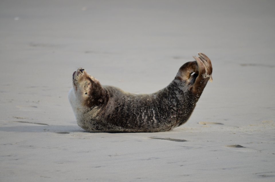 Harbor seal south of Ramp 4 on Bodie Island 12-28-2020