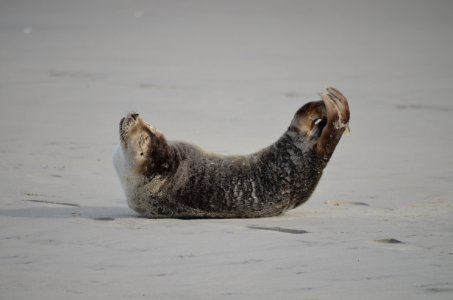 Harbor seal south of Ramp 4 on Bodie Island 12-28-2020 photo