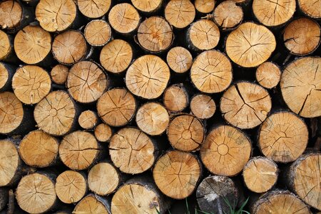 Logging lumber forestry