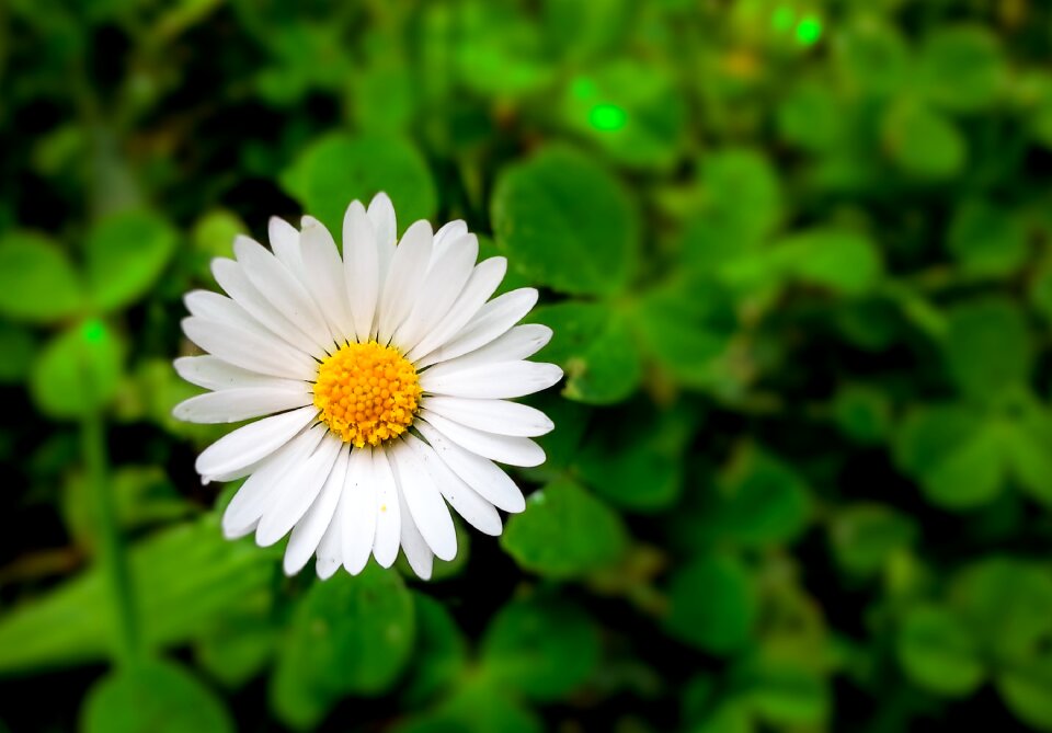 Bloom green daisy