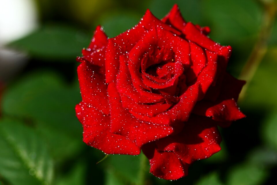 Flower love red