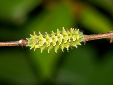 Life cycle of Slate Flash Rapala schistacea