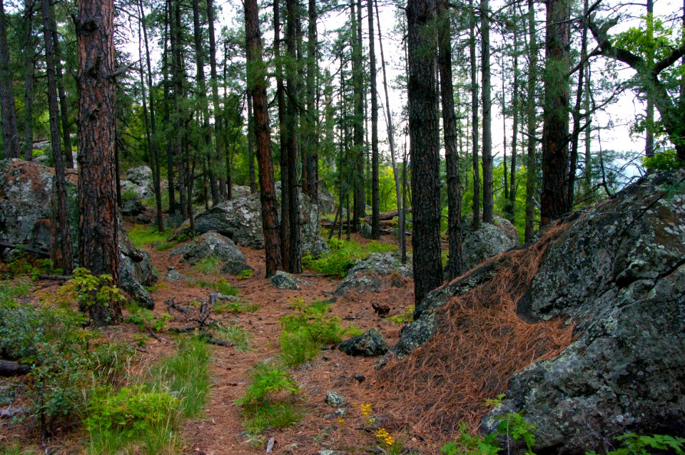 Kelsey Trail No. 3