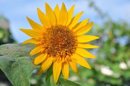 Sunflower campaign Free photos