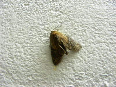 Stictoptera trajecens, Noctuidae, Stictopterinae