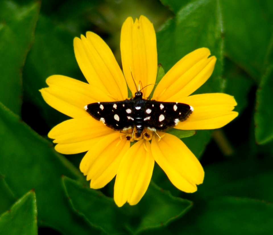 Bocchoris inspersalis (Crambidae, Spilomelinae)