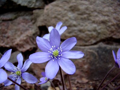 Our characters nature blue