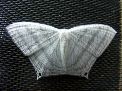 Micronia aculeata, Uraniidae, Microniinae.