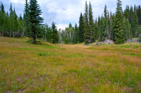 Kaibab Plateau Trail 101