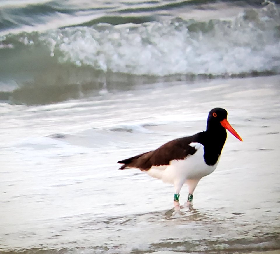 American oystercatcher foraging on Ocracoke Island 04-01-2020