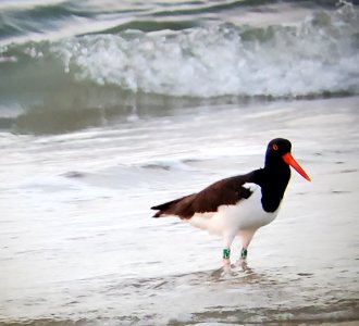 American oystercatcher foraging on Ocracoke Island 04-01-2020 photo