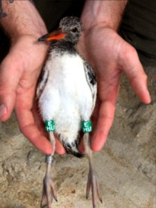 Banded American oystercatcher chick on Hatteras Island