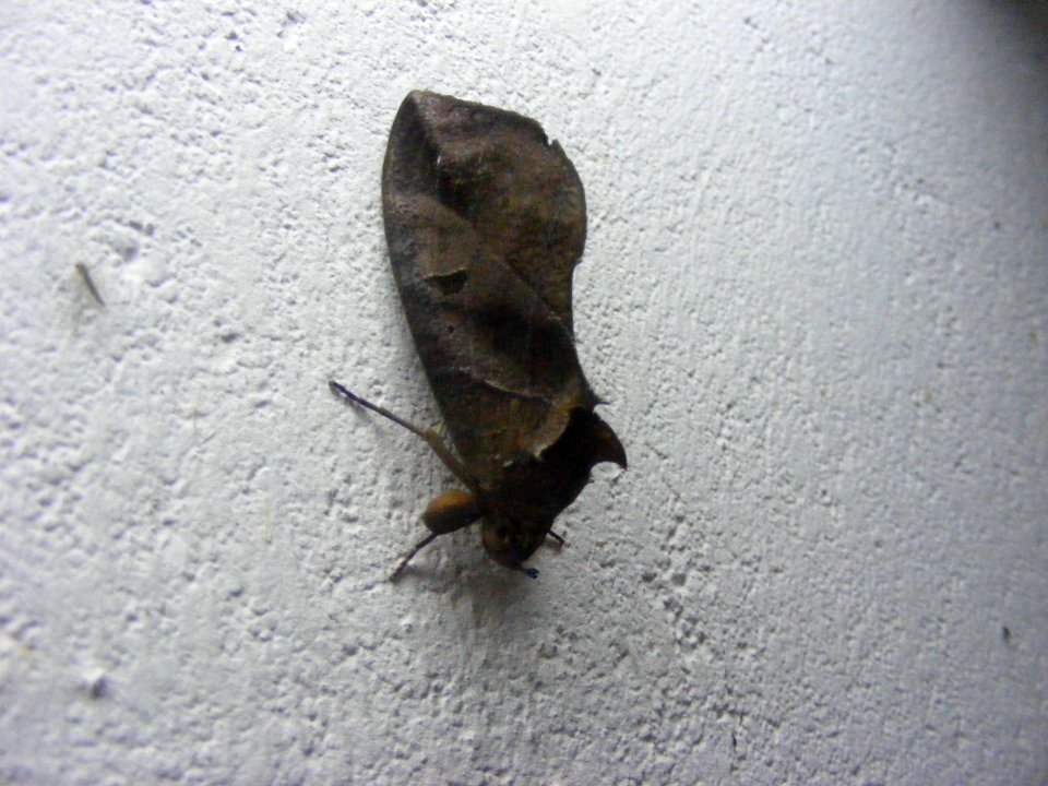 Eudocima sp., Noctuidae/Erebidae, Catocalinae