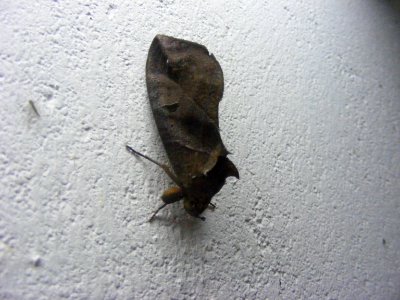 Eudocima sp., Noctuidae/Erebidae, Catocalinae