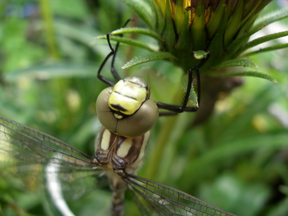 Dragonfly pond nature