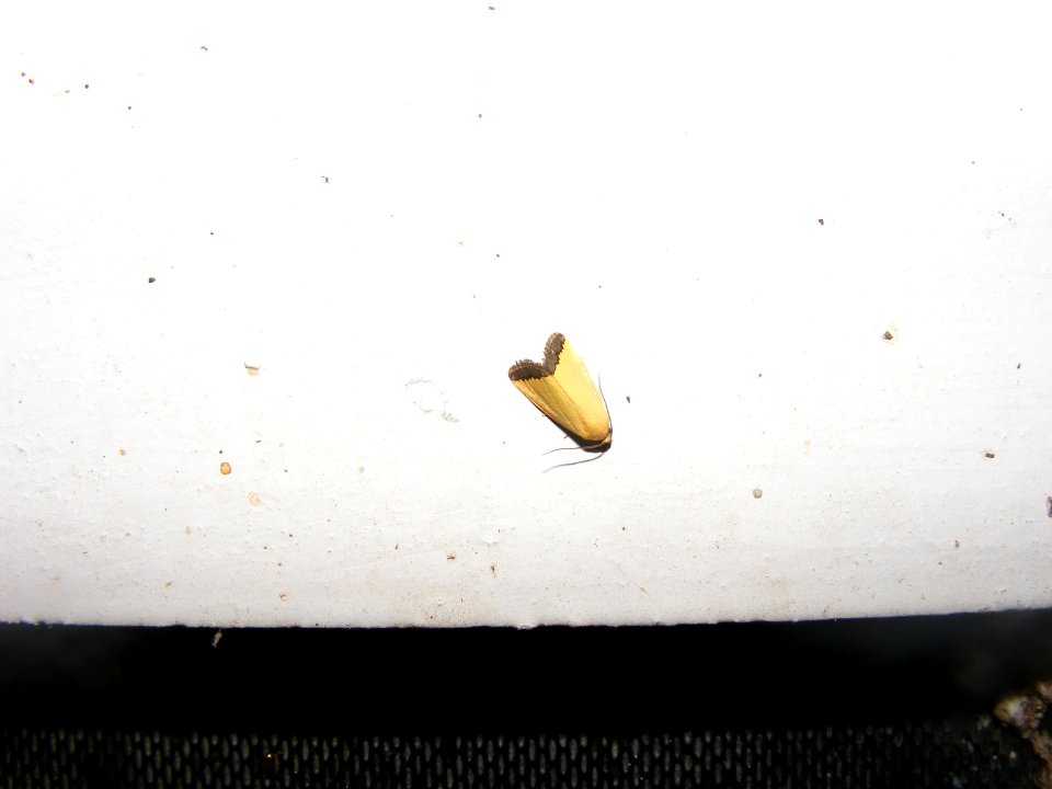 Eustrotia marginata; Eustrotiinae, Noctuidae