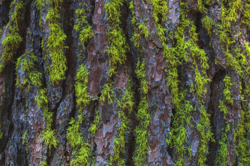 Closeup tree trunk texture