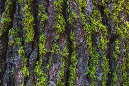 Closeup tree trunk texture